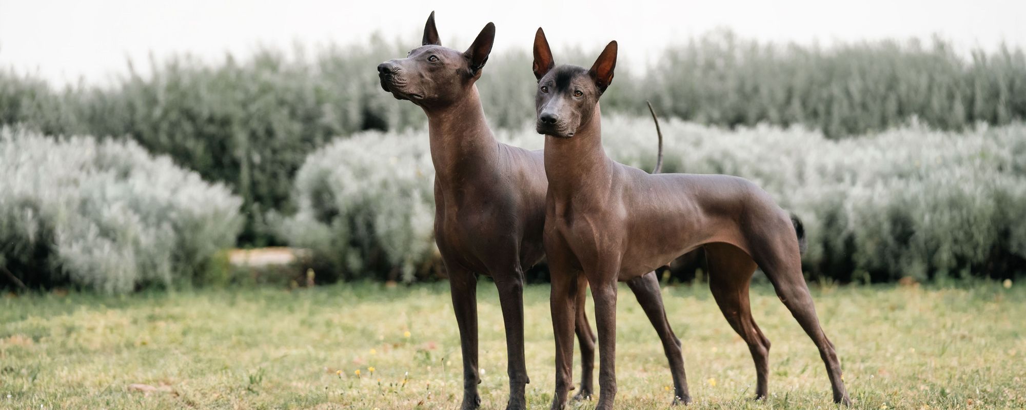 Our Xolo dogs