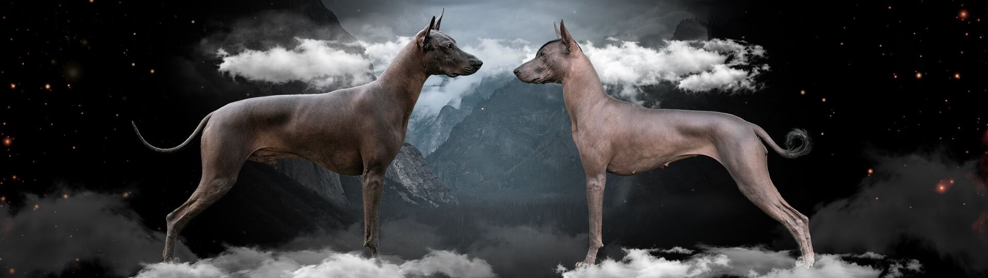 Xolo males
