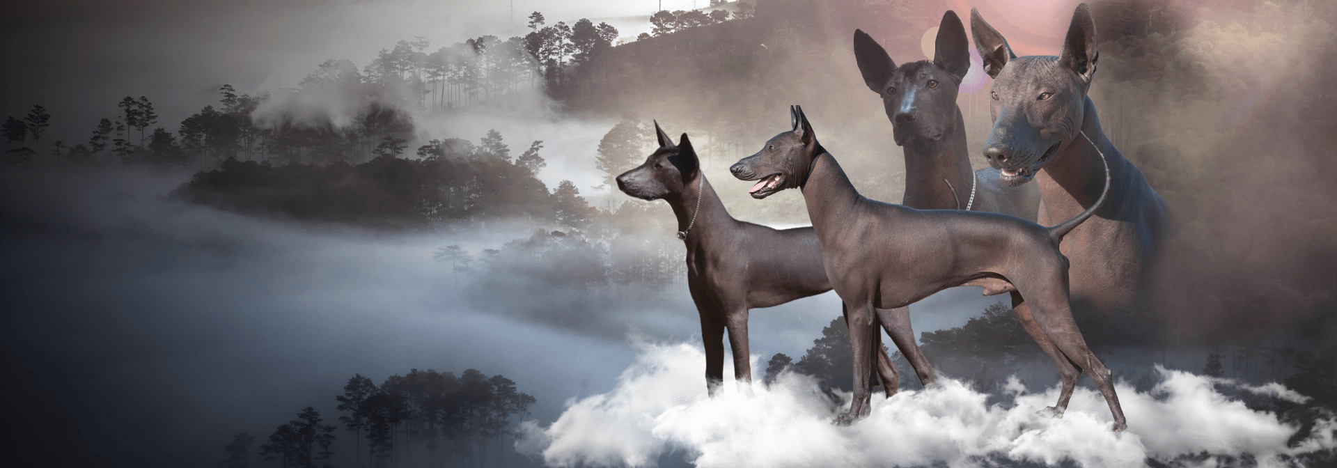 Xolo females