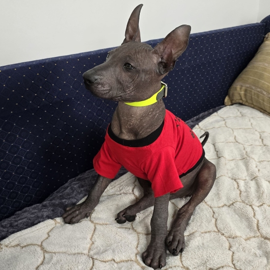 Anubis, Фото № 3