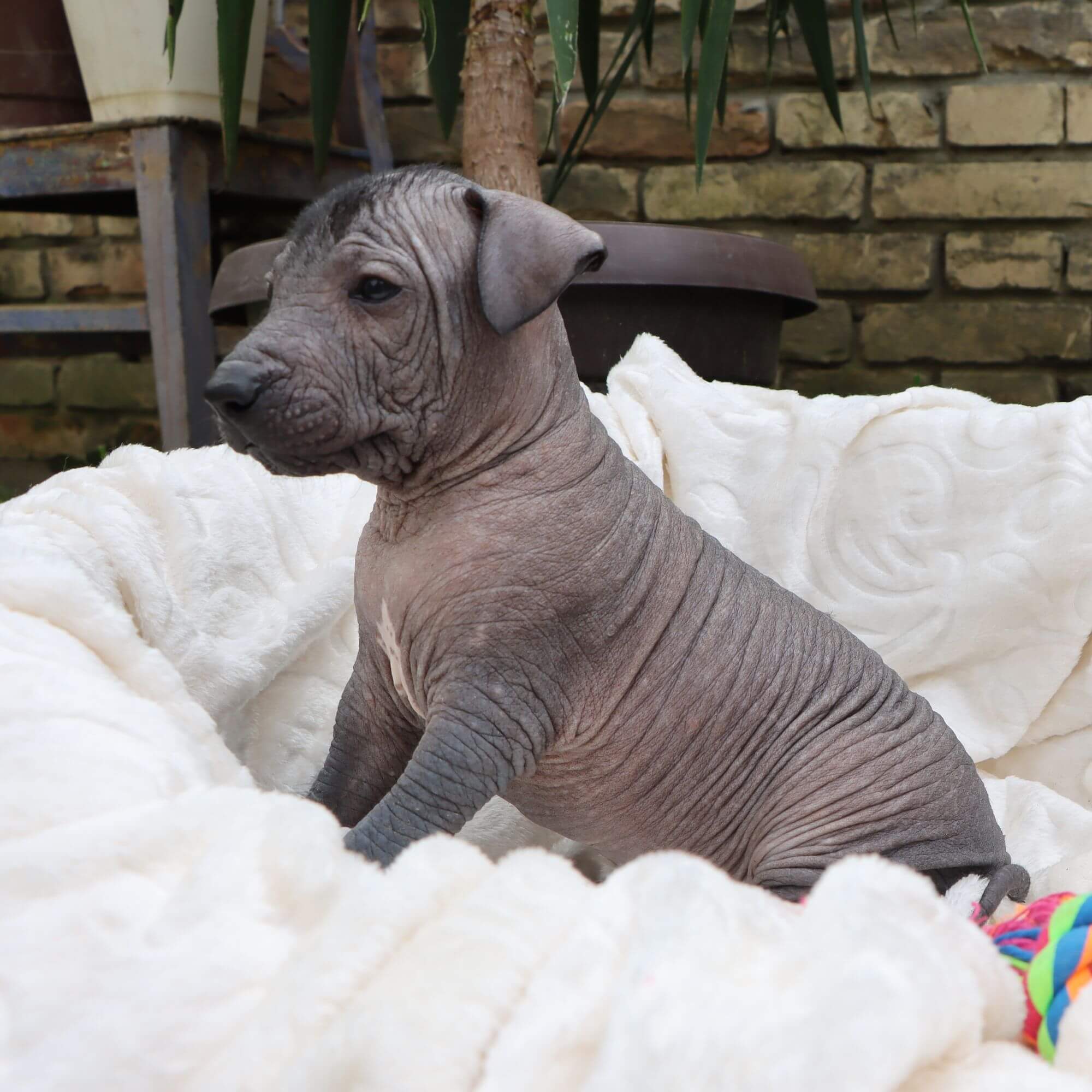 Male puppy 4 - hairless black, Photo No. 2