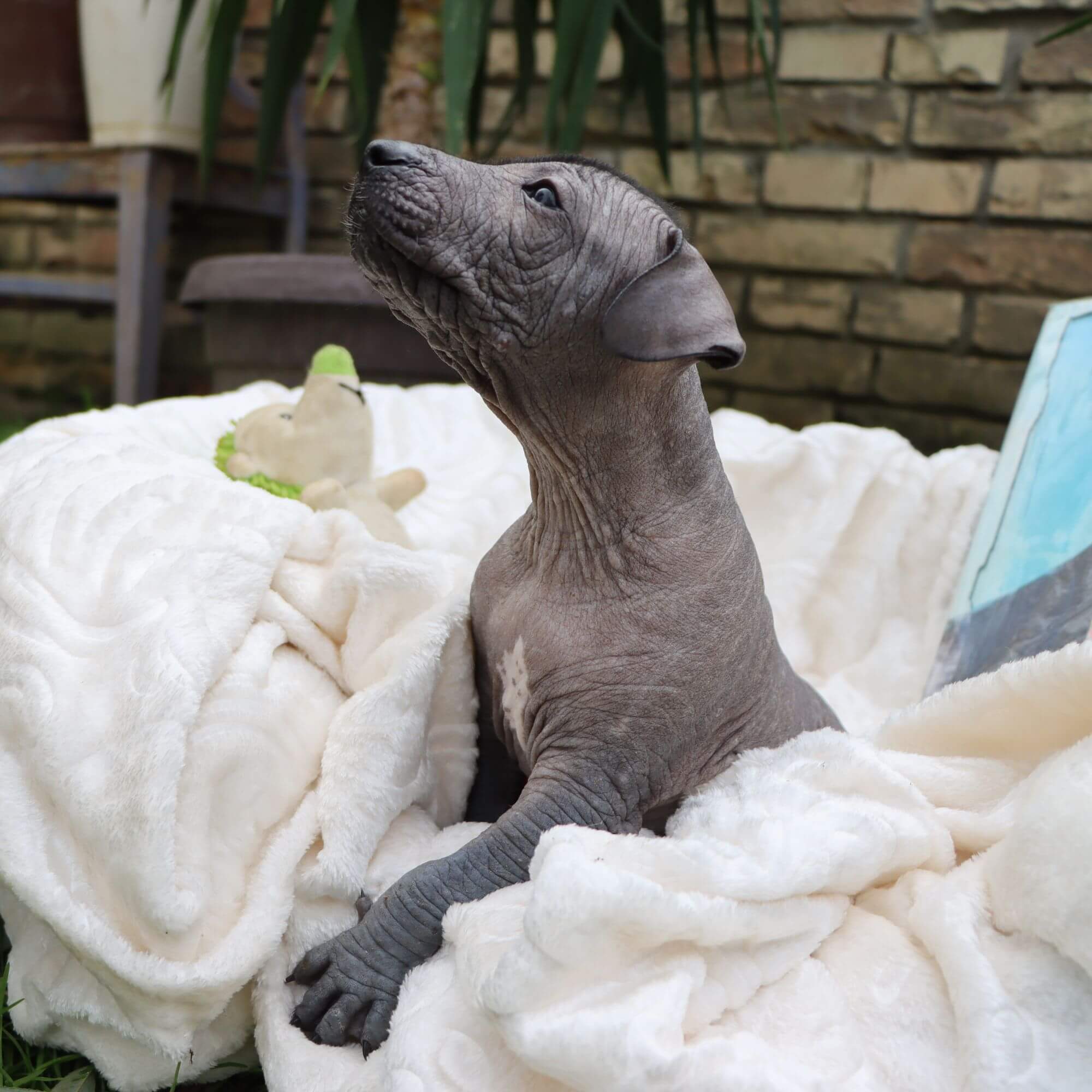Male puppy 4 - hairless black, Photo No. 3