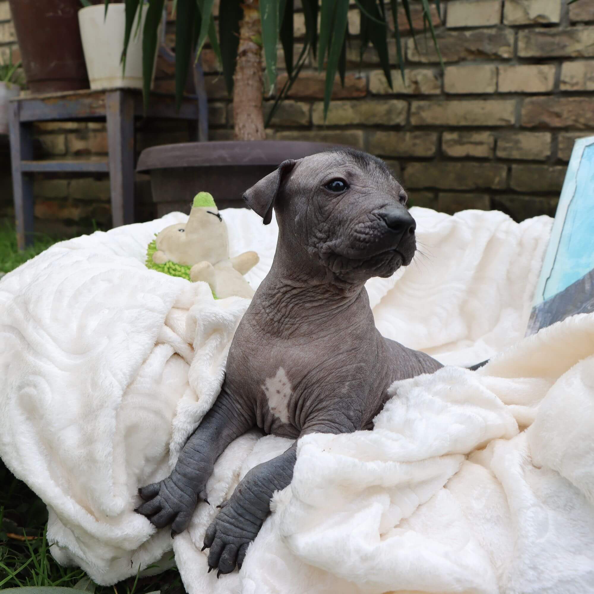 Male puppy 4 - hairless black, Photo No. 4