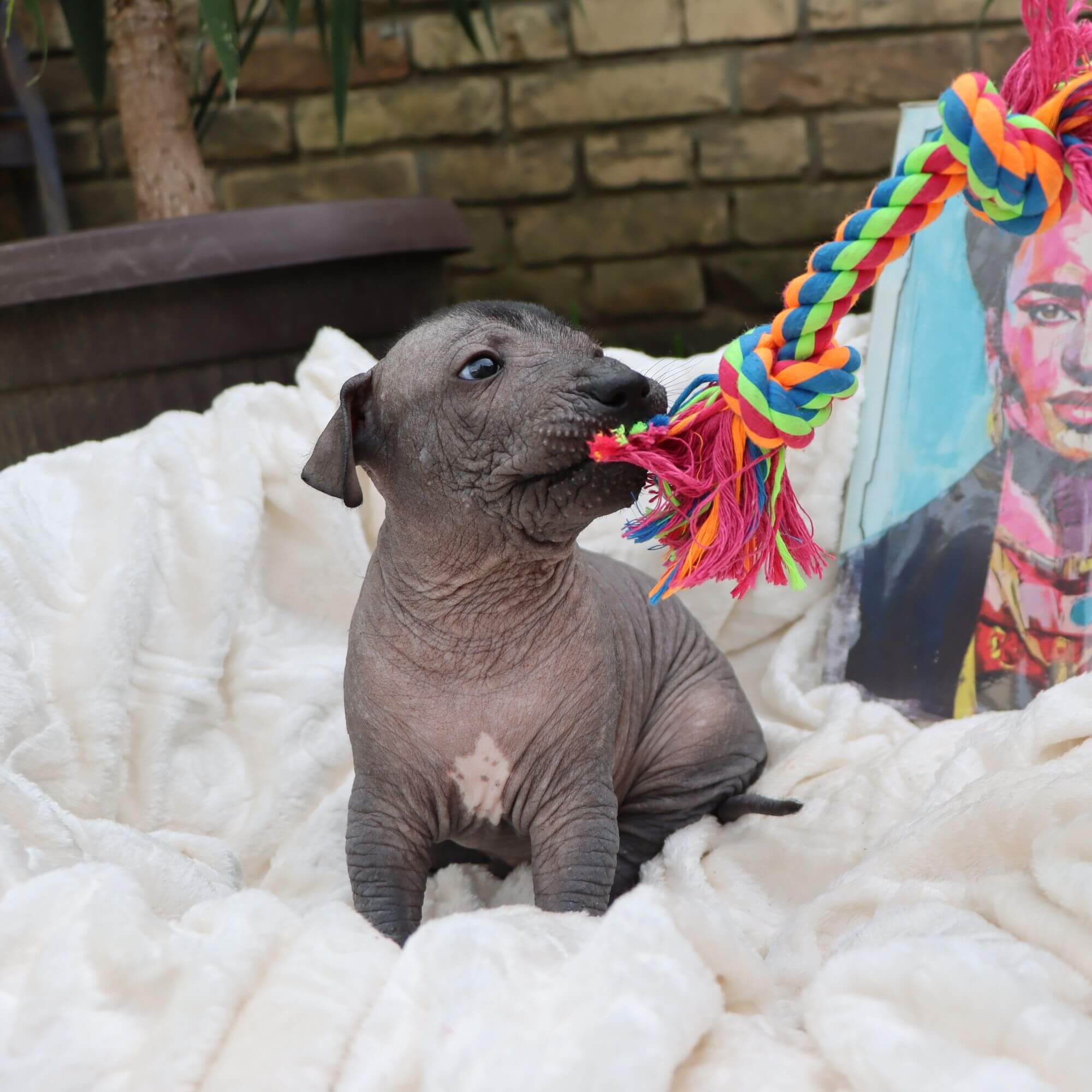 Male puppy 4 - hairless black, Photo No. 5