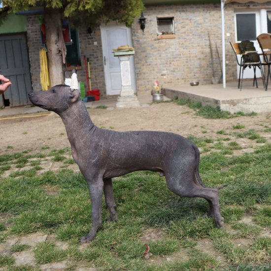 Male puppy 4 - hairless black