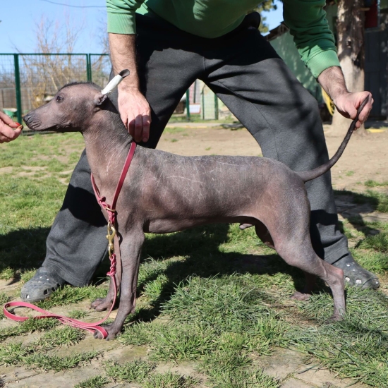 Male puppy 2 - hairless black