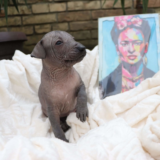 Male puppy 2 - hairless black, Photo No. 2