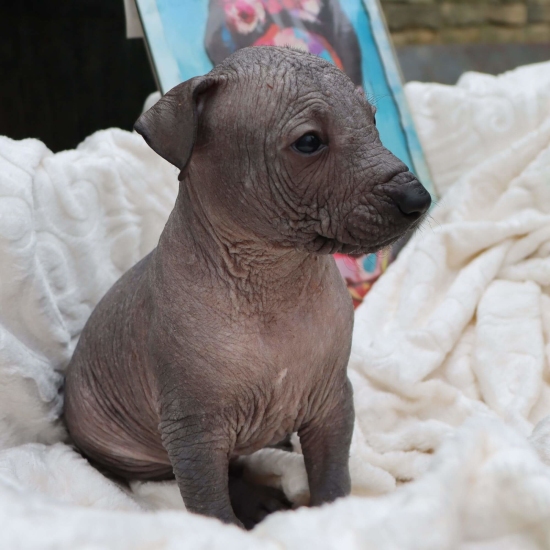 Male puppy 2 - hairless black, Photo No. 3