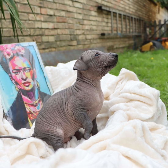 Male puppy 2 - hairless black, Photo No. 4