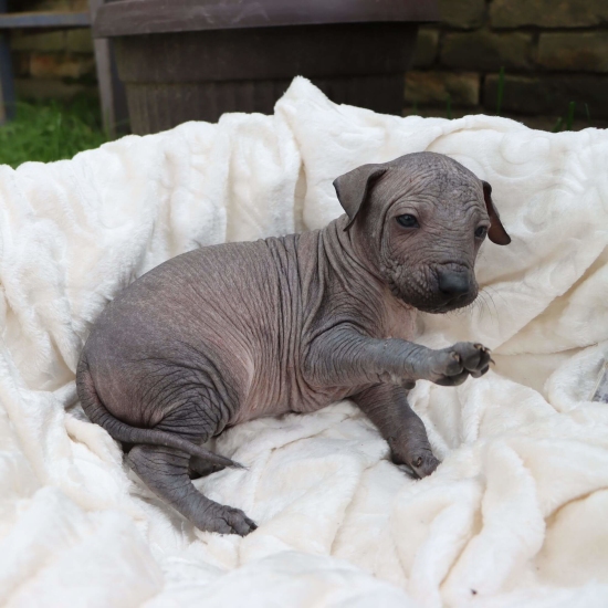 Male puppy 2 - hairless black, Photo No. 5