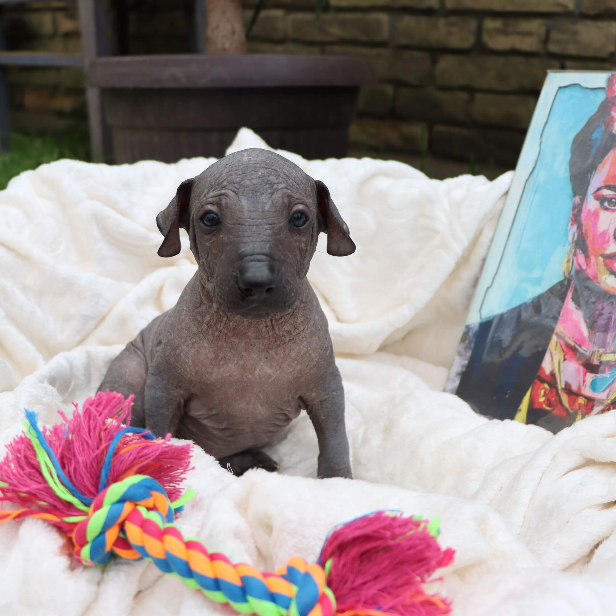 Female puppy 10 - hairless black, Photo No. 2