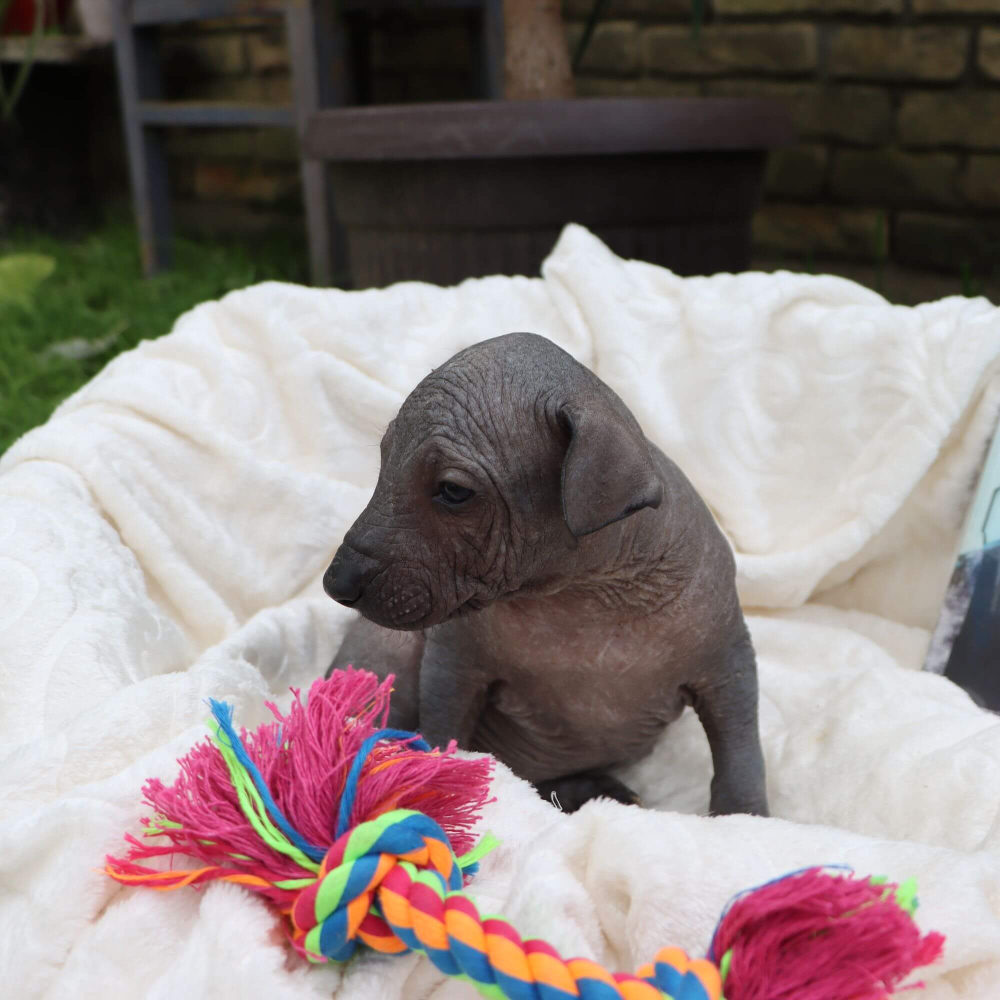 Female puppy 10 - hairless black, Photo No. 3