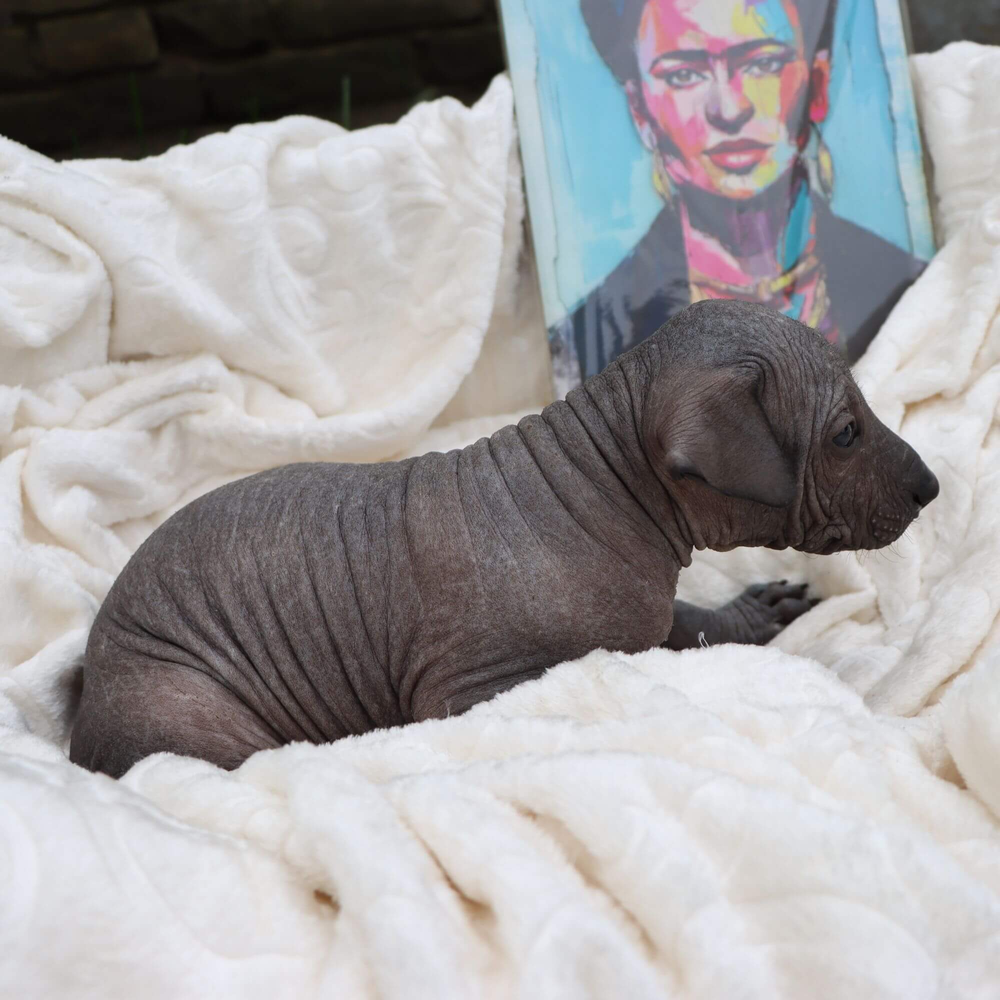 Female puppy 10 - hairless black, Photo No. 4