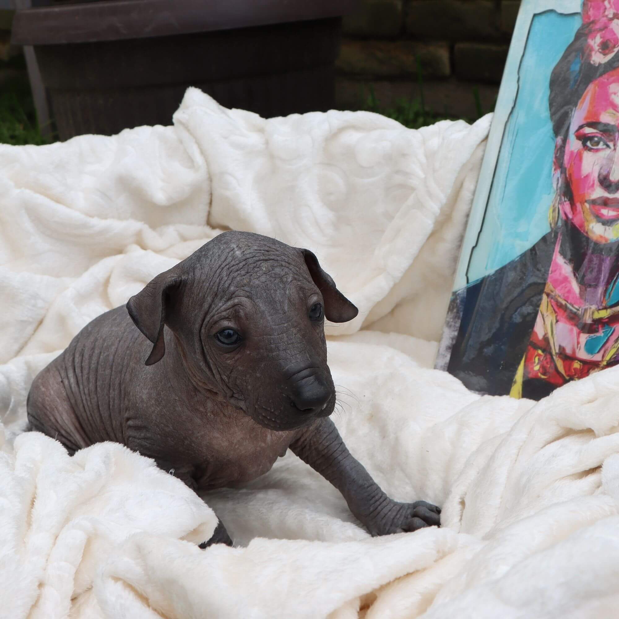 Female puppy 2 - hairless black, Photo No. 5