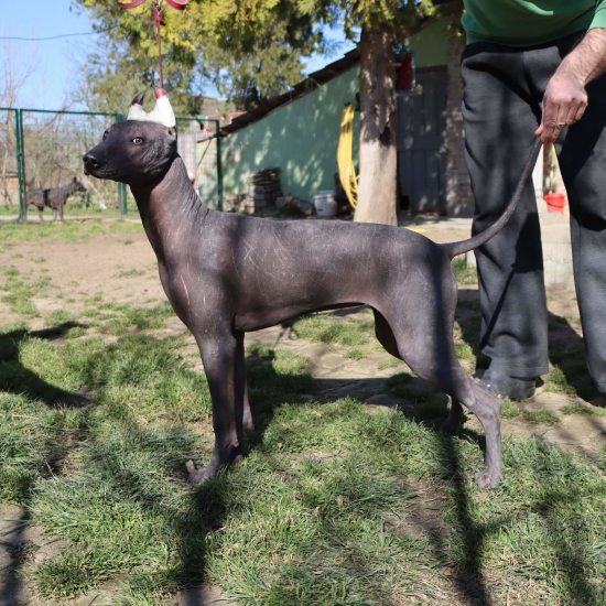 Female puppy 10 - hairless black