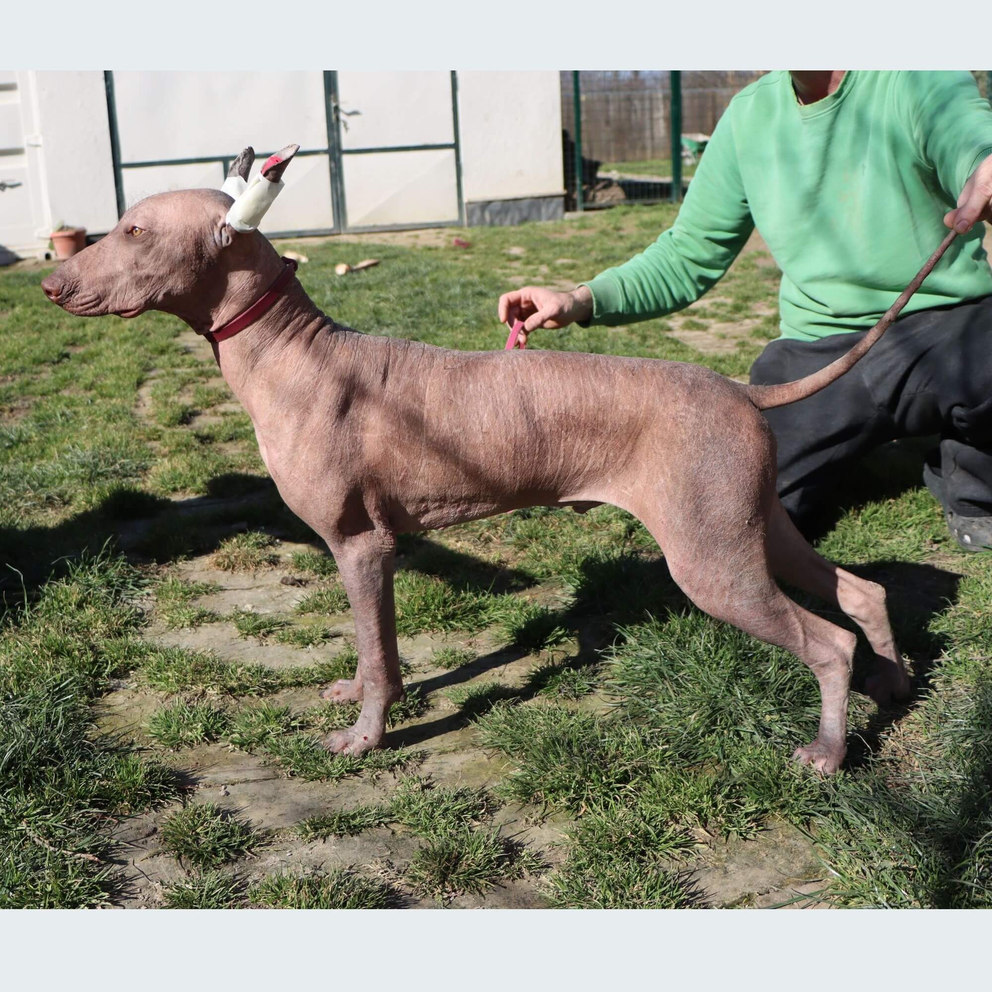 Male puppy 1 - hairless red