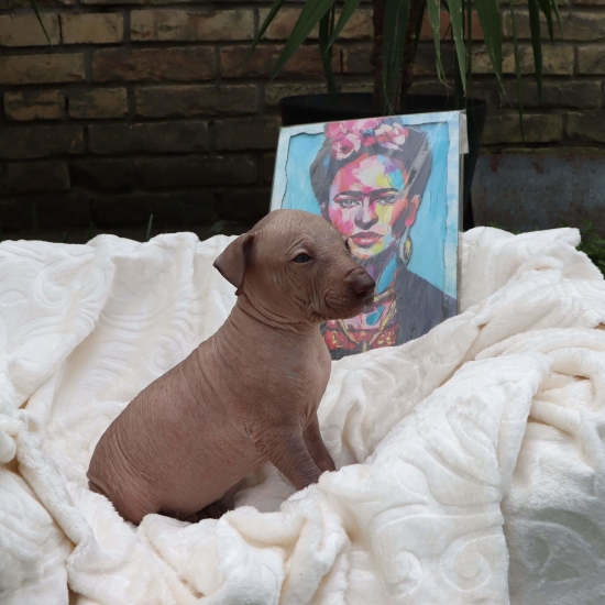 Male puppy 1 - hairless red, Photo No. 2