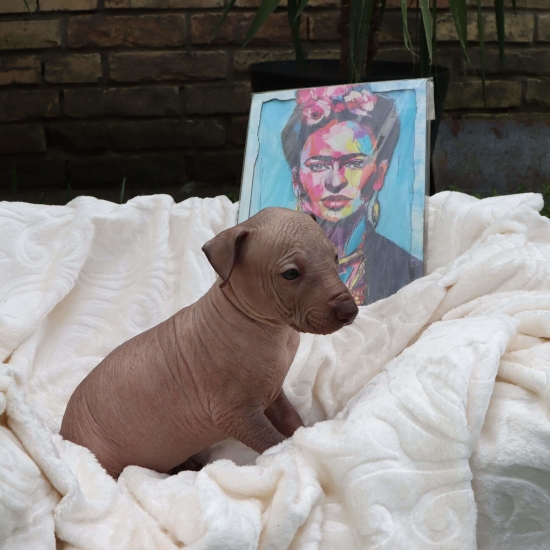 Male puppy 1 - hairless red, Photo No. 3