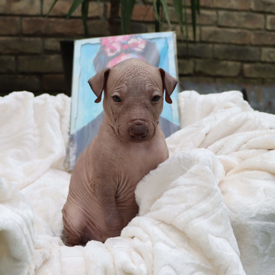 Male puppy 1 - hairless red, Photo No. 4