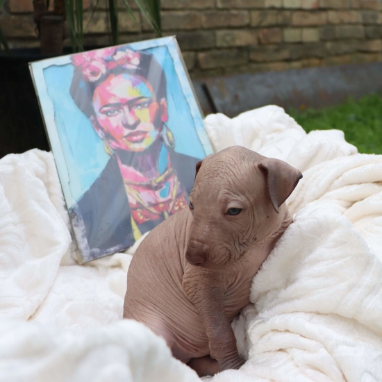 Male puppy 1 - hairless red, Photo No. 5