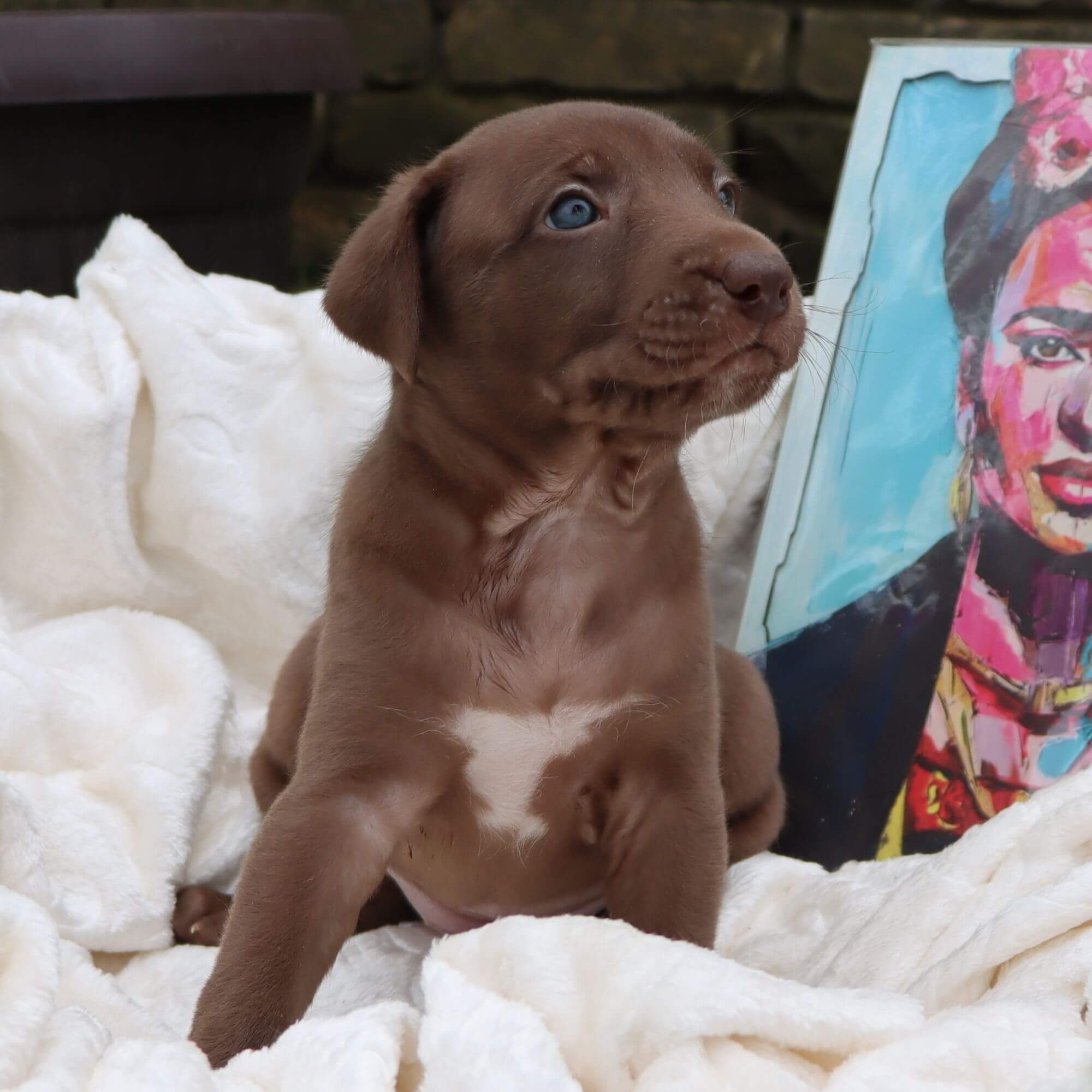 Female puppy 1 - coated red, Photo No. 2