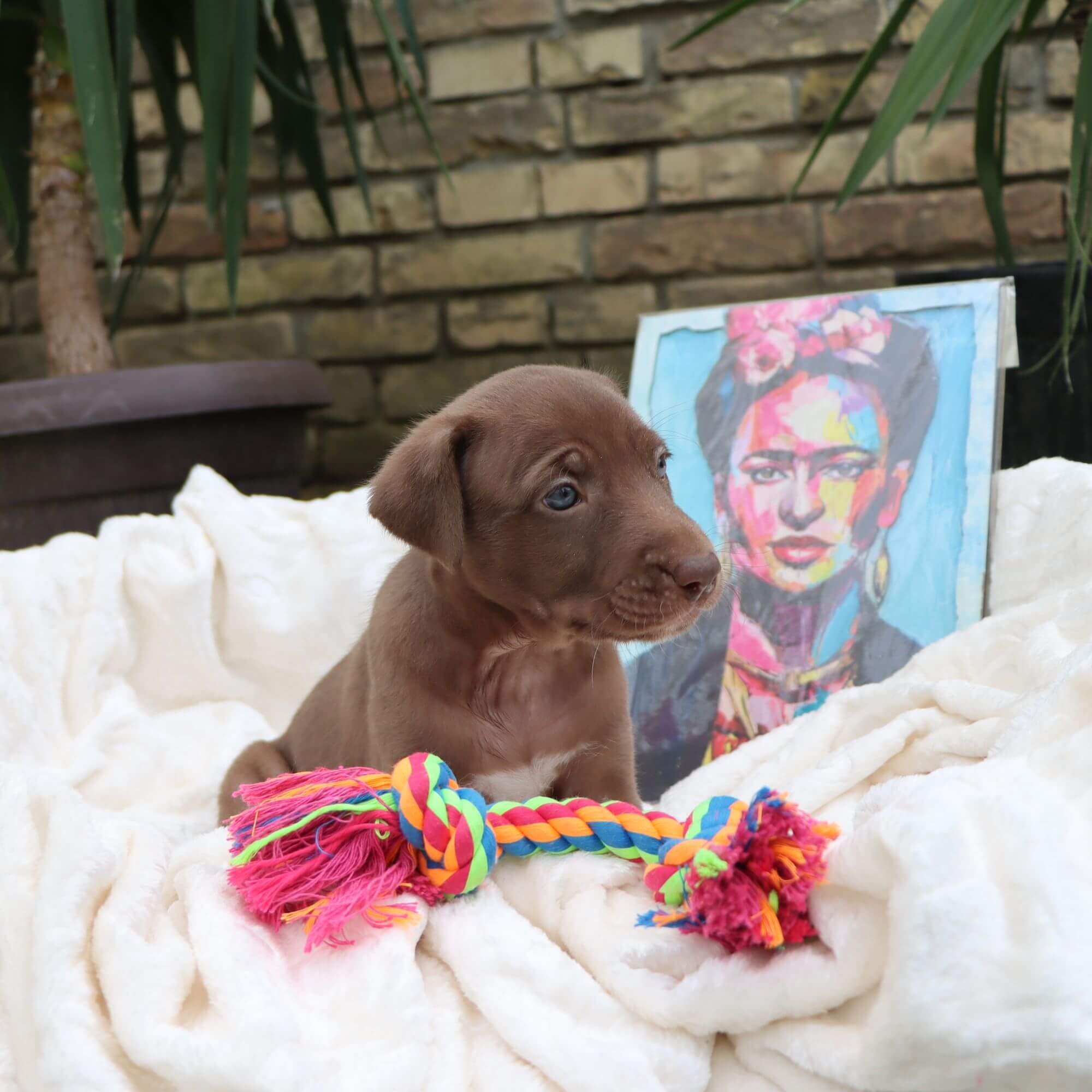 Female puppy 1 - coated red, Photo No. 3