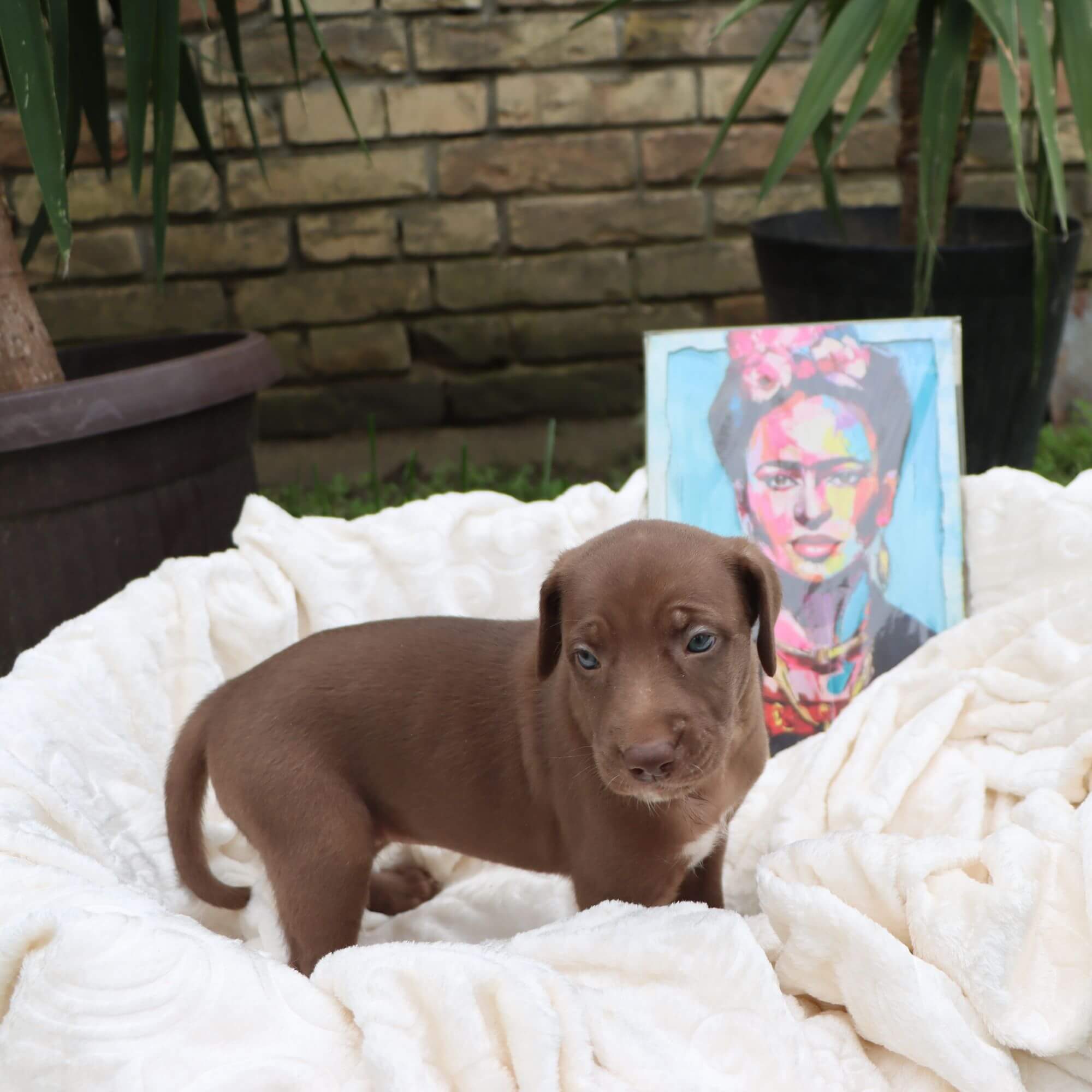 Female puppy 1 - coated red, Photo No. 5