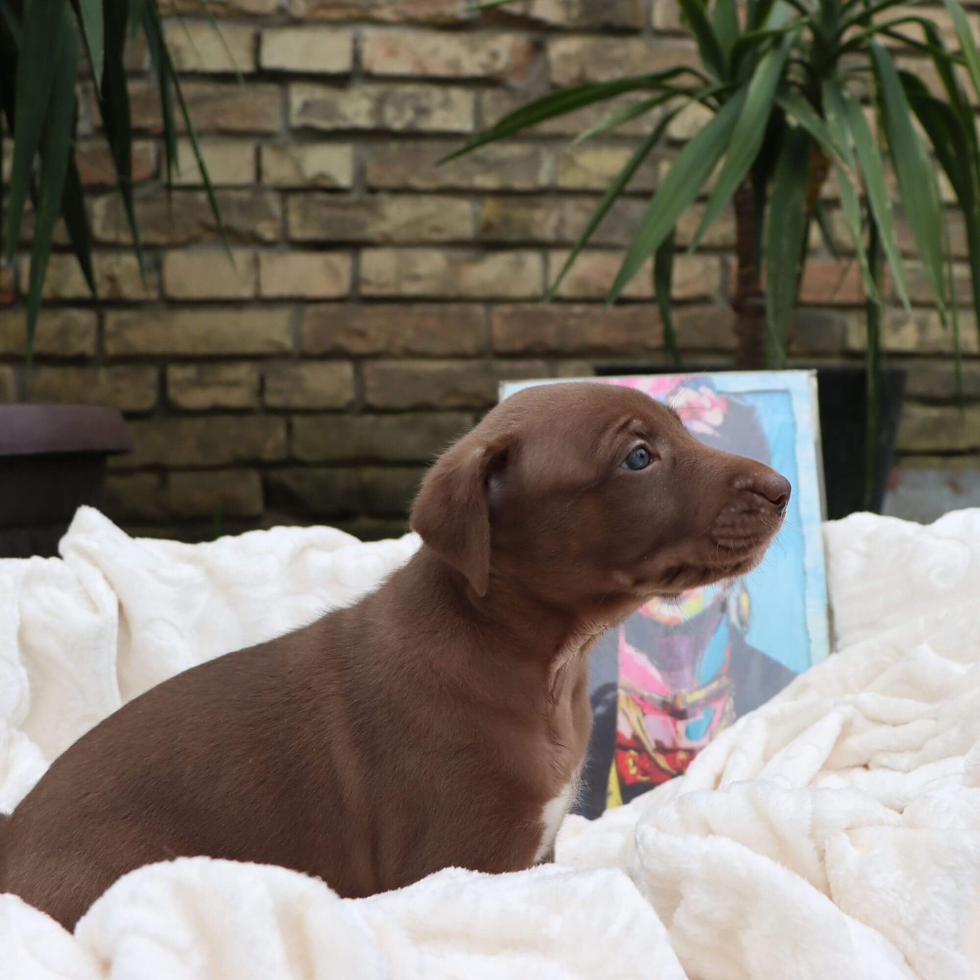 Female puppy 1 - coated red, Photo No. 4
