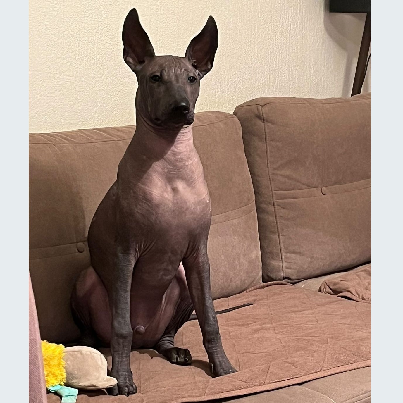 Male puppy 5 - hairless black