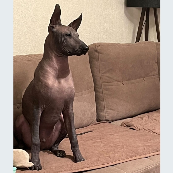 Male puppy 5 - hairless black, Photo No. 2