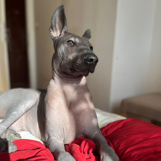 Male puppy 5 - hairless black, Photo No. 3