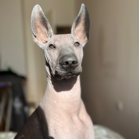 Male puppy 5 - hairless black, Photo No. 4