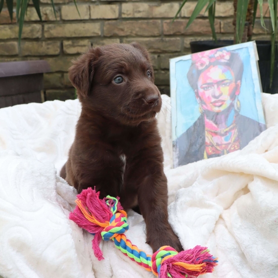 Male puppy 6 - coated red, Photo No. 2