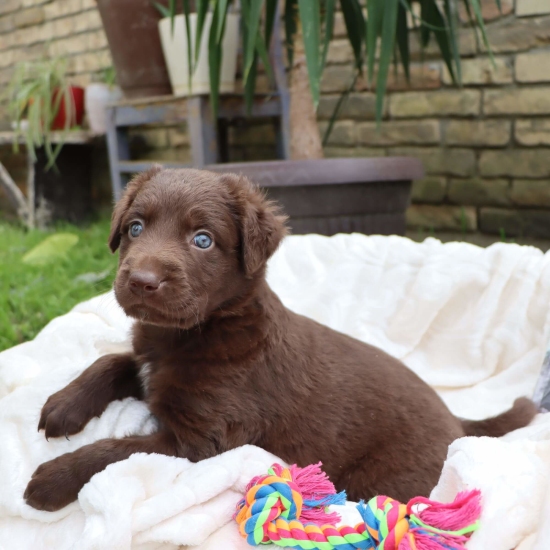 Male puppy 6 - coated red, Photo No. 3