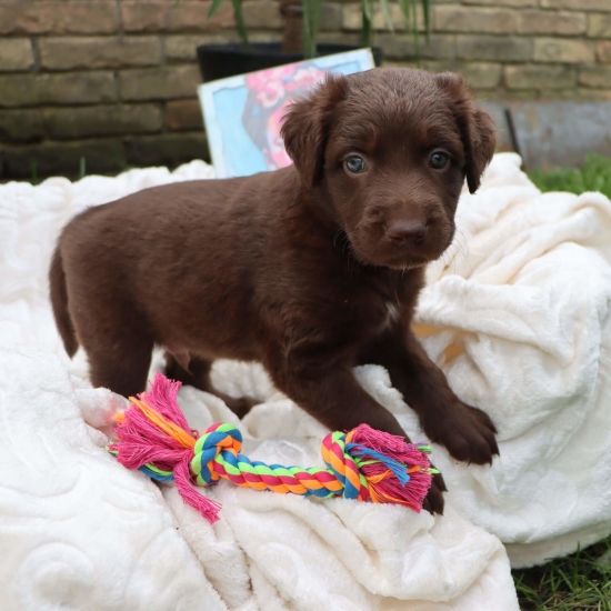 Male puppy 6 - coated red, Photo No. 5