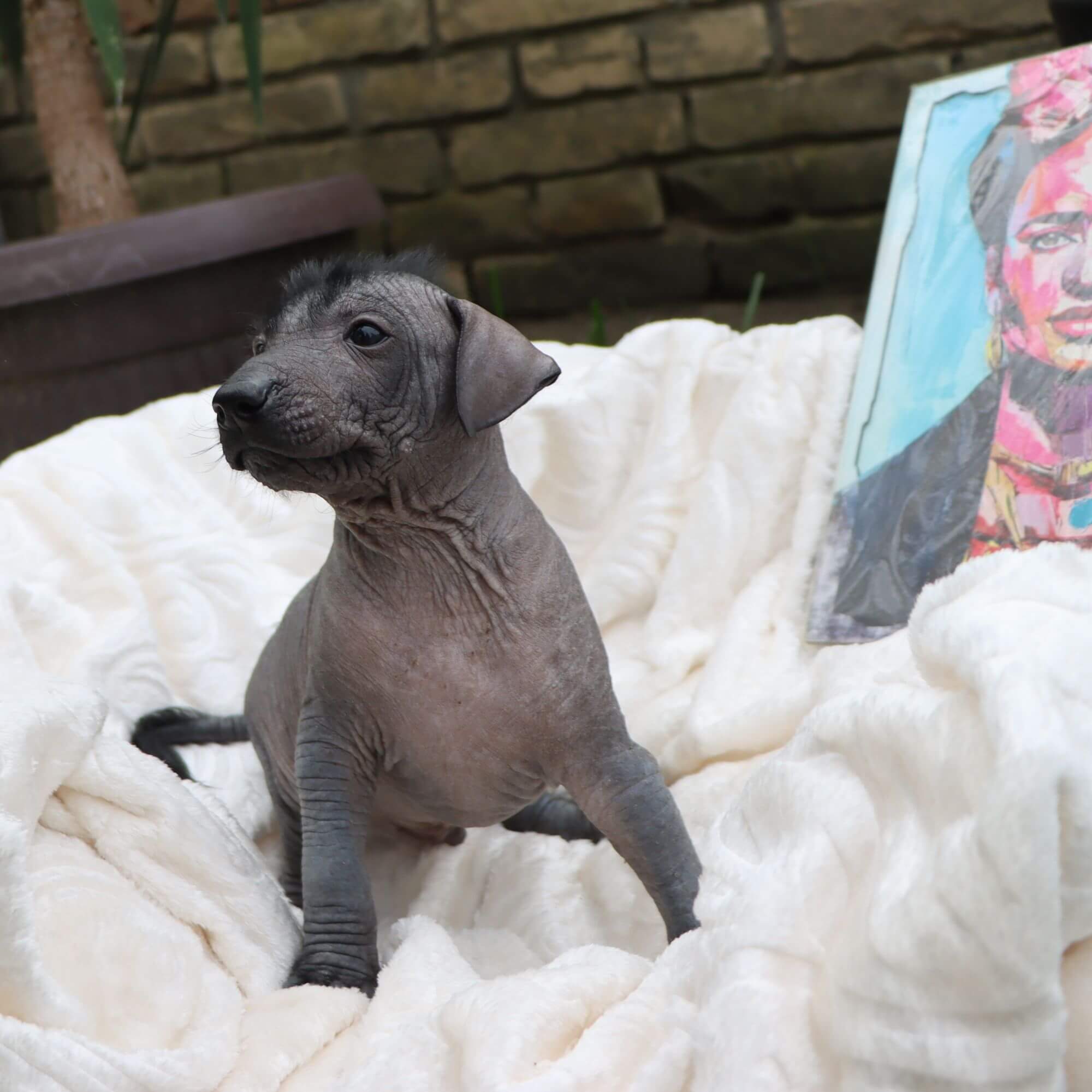 Male puppy 3 - hairless black, Photo No. 2