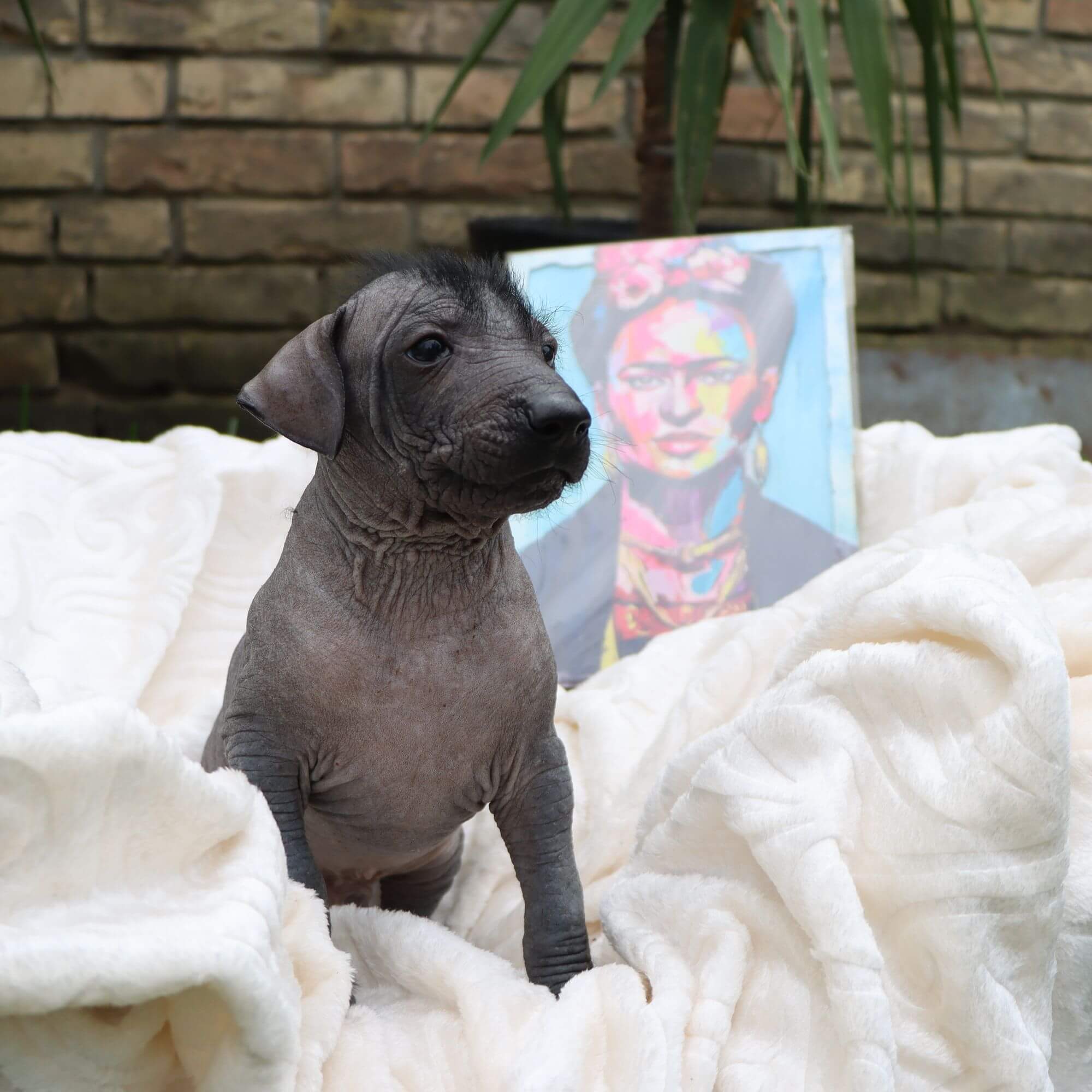 Male puppy 3 - hairless black, Photo No. 3