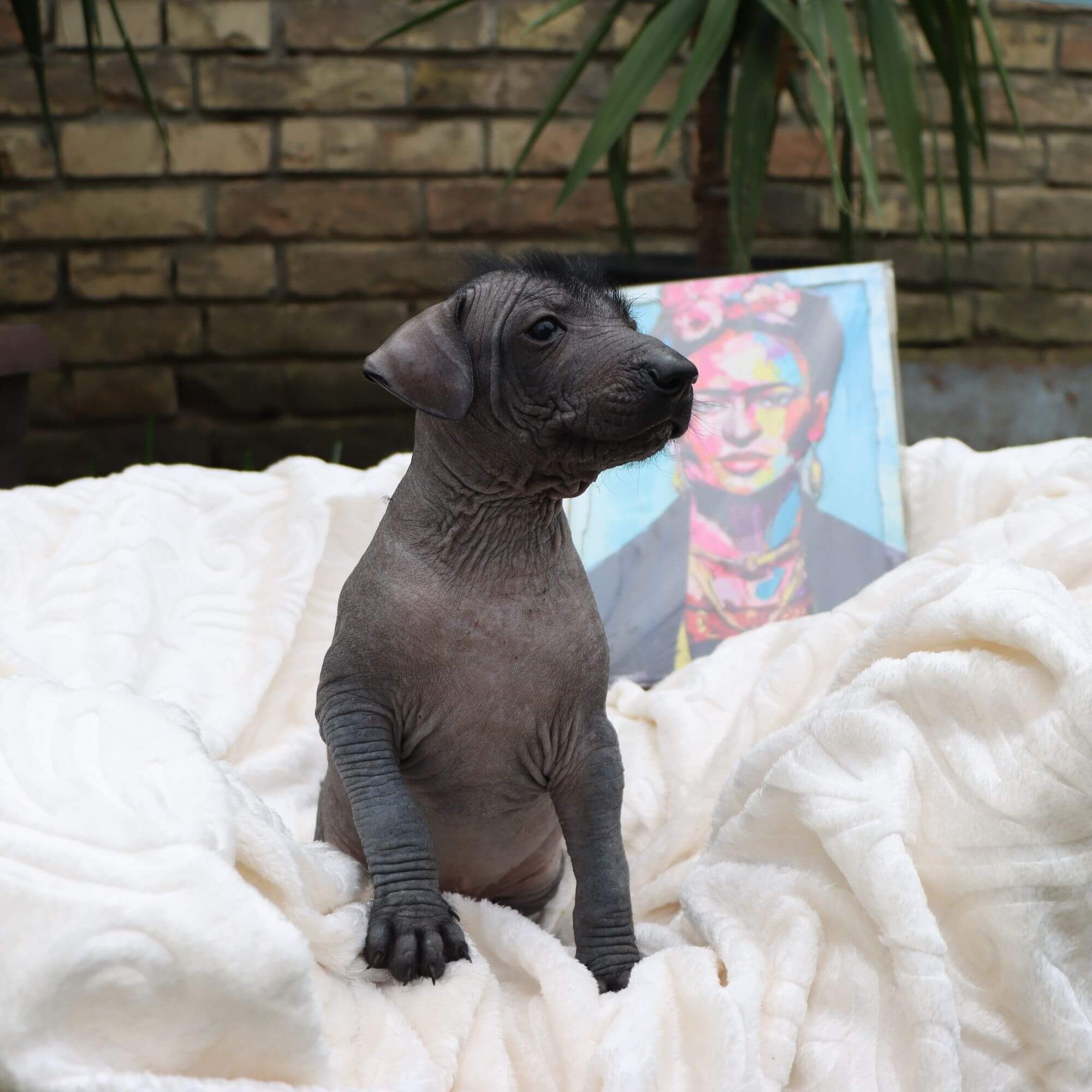 Male puppy 3 - hairless black, Photo No. 4