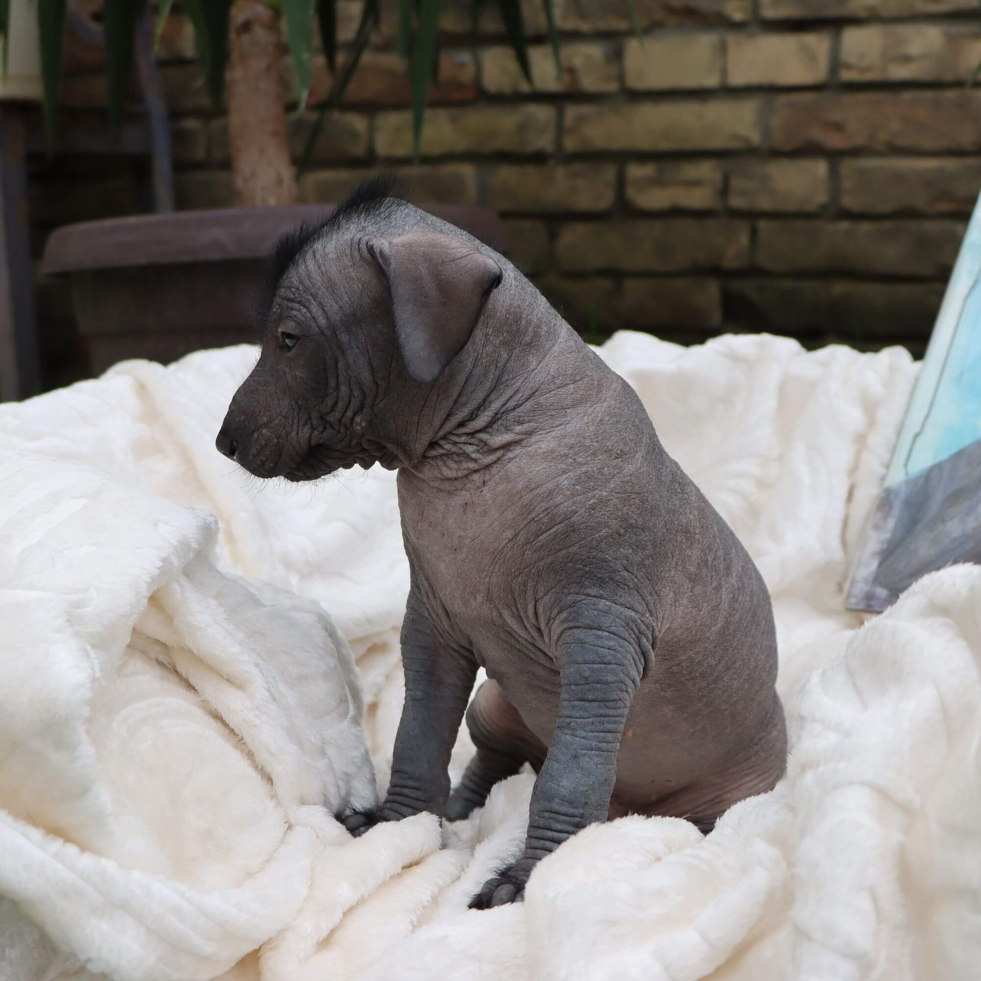 Male puppy 3 - hairless black, Photo No. 5