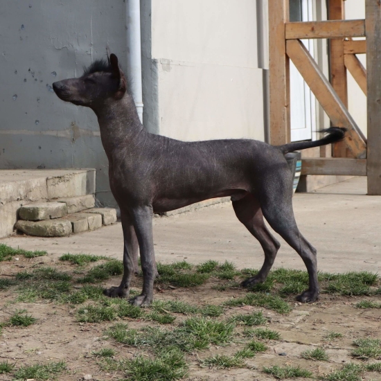 Male puppy 3 - hairless black