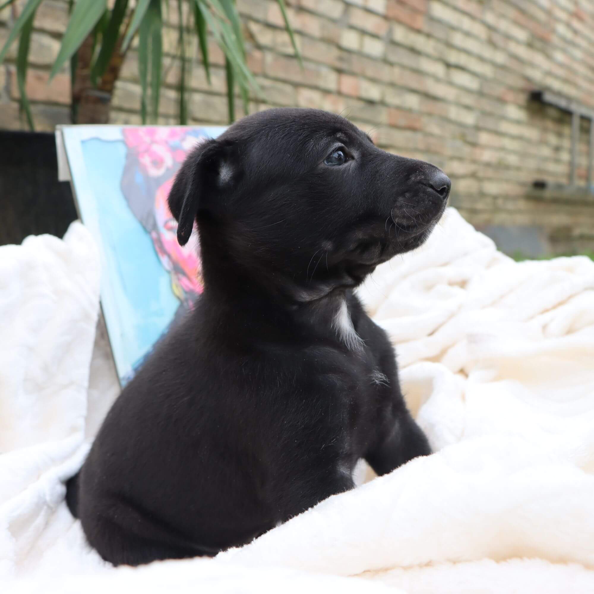 Female puppy 8 - coated black, Photo No. 2