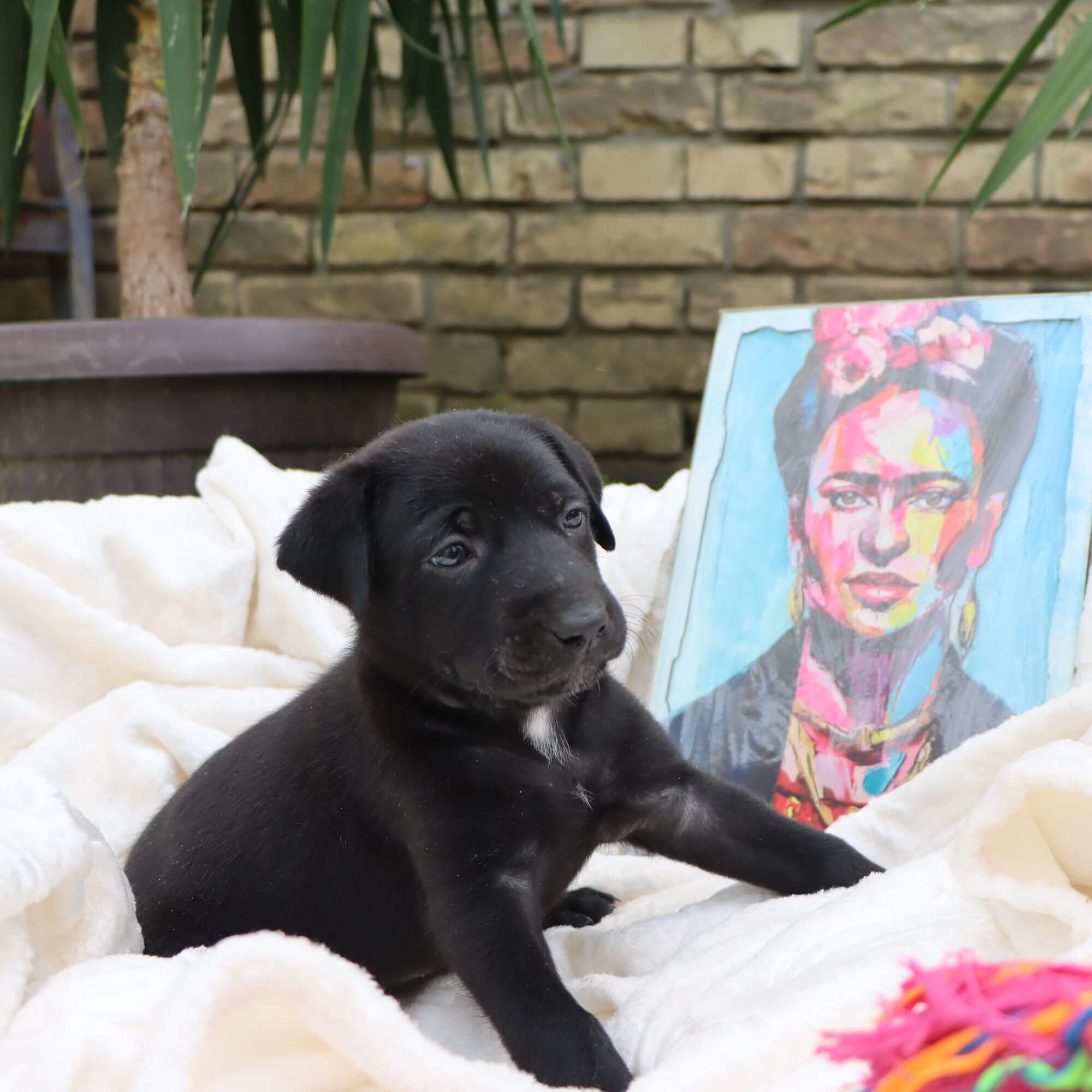 Female puppy 8 - coated black, Photo No. 3