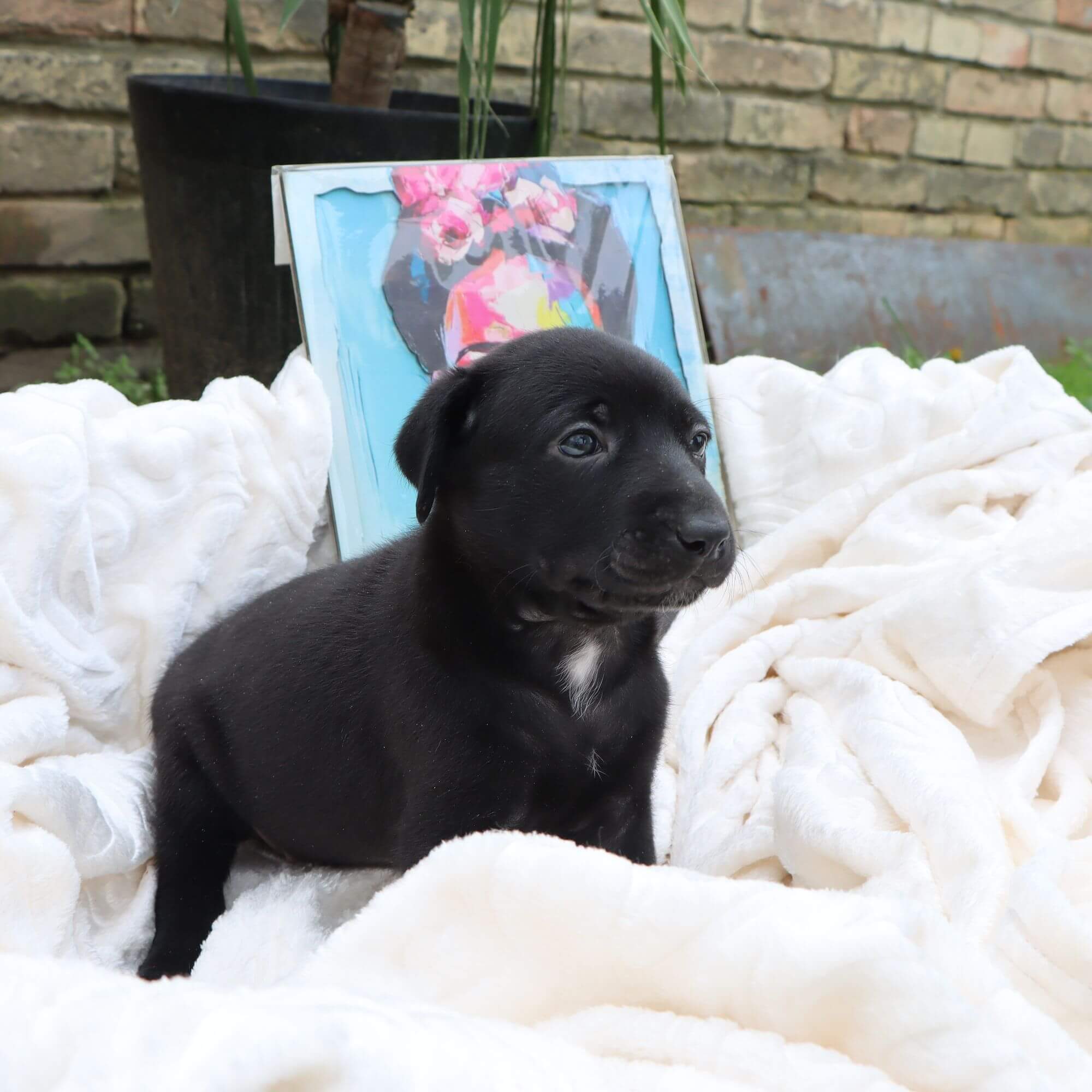 Female puppy 8 - coated black, Photo No. 4