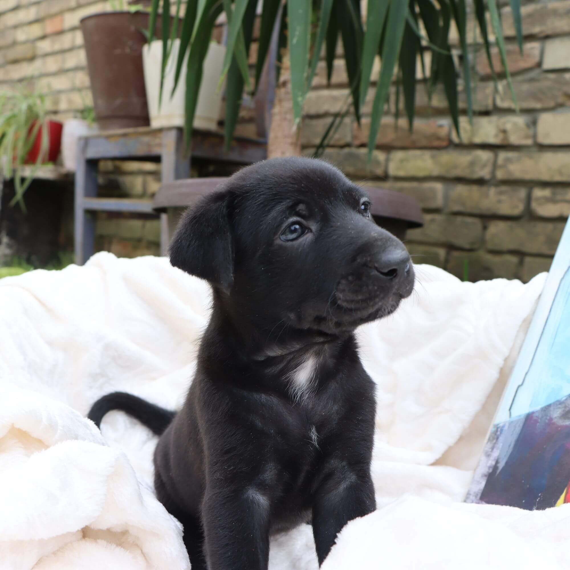 Female puppy 8 - coated black, Photo No. 5