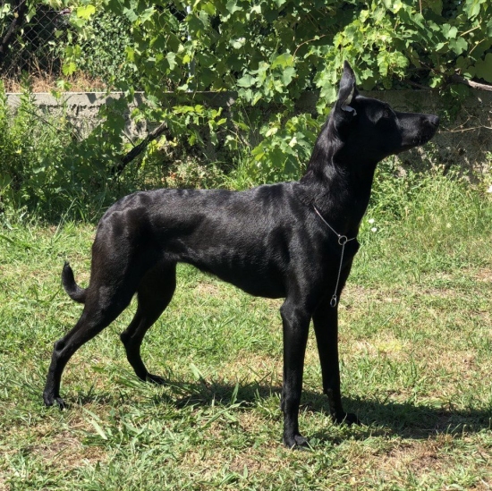 Female puppy 8 - coated black