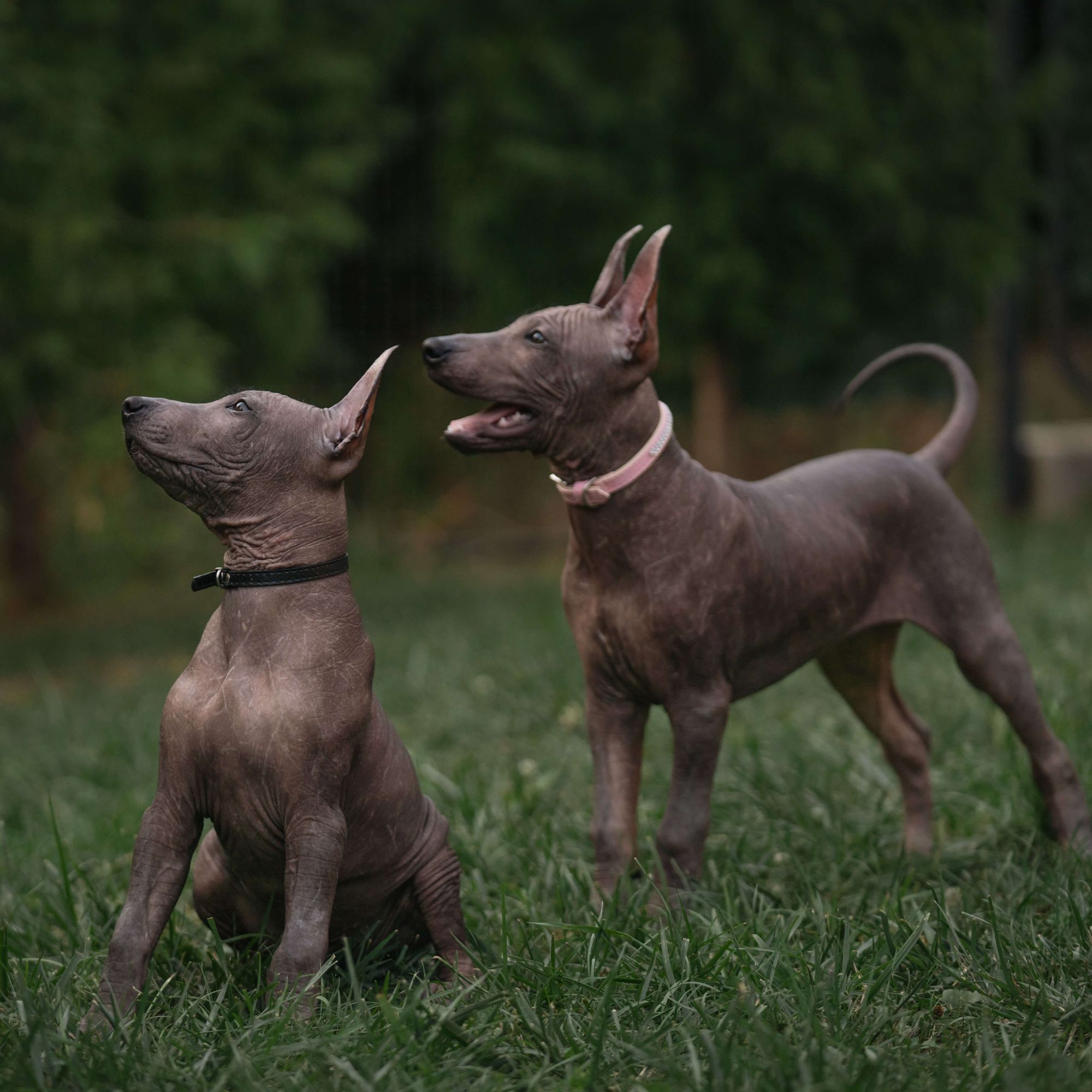 Ayuwoki Cholo, Photo No. 4