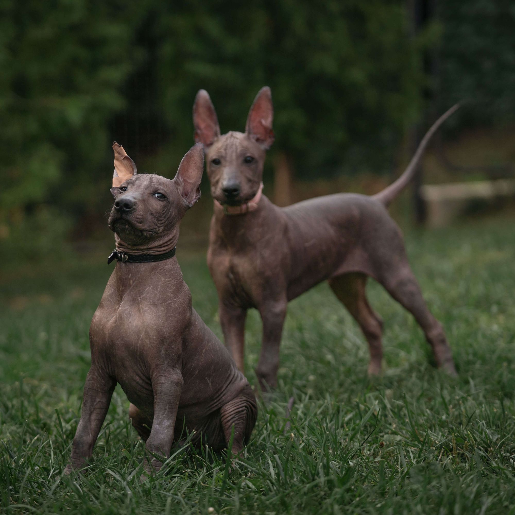 Ayuwoki Cholo, Photo No. 9