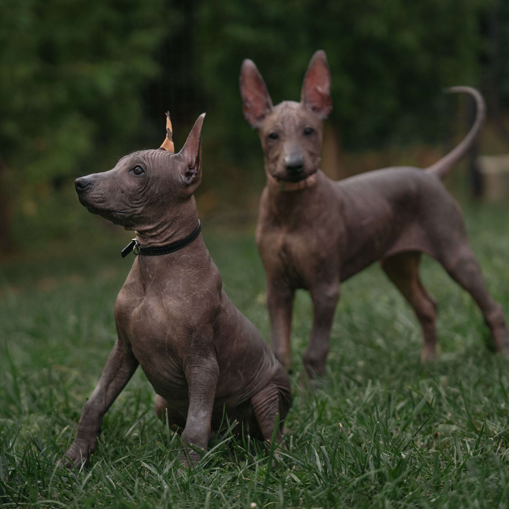 Ayuwoki Cholo, Photo No. 10