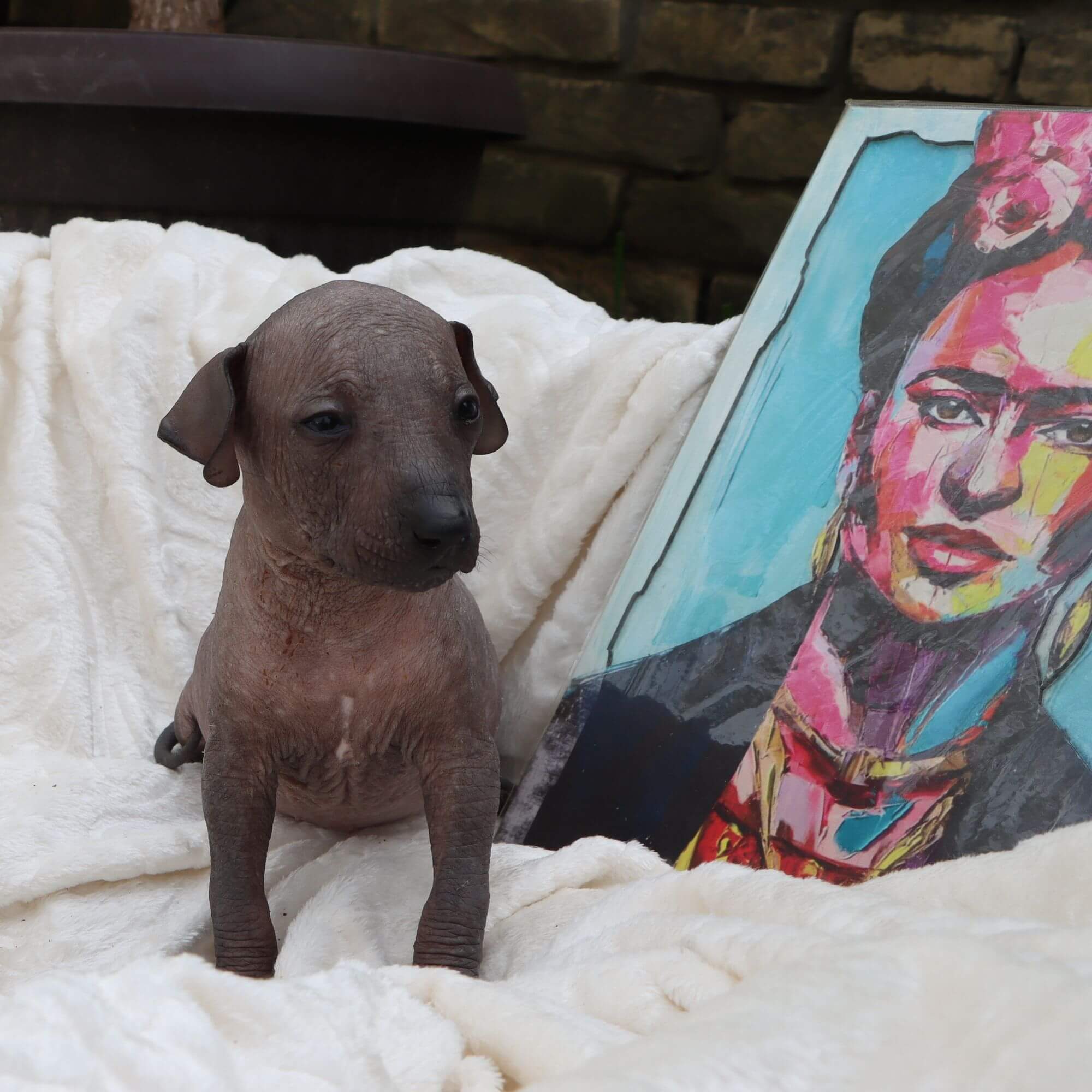 Female puppy 3 - hairless black, Photo No. 2