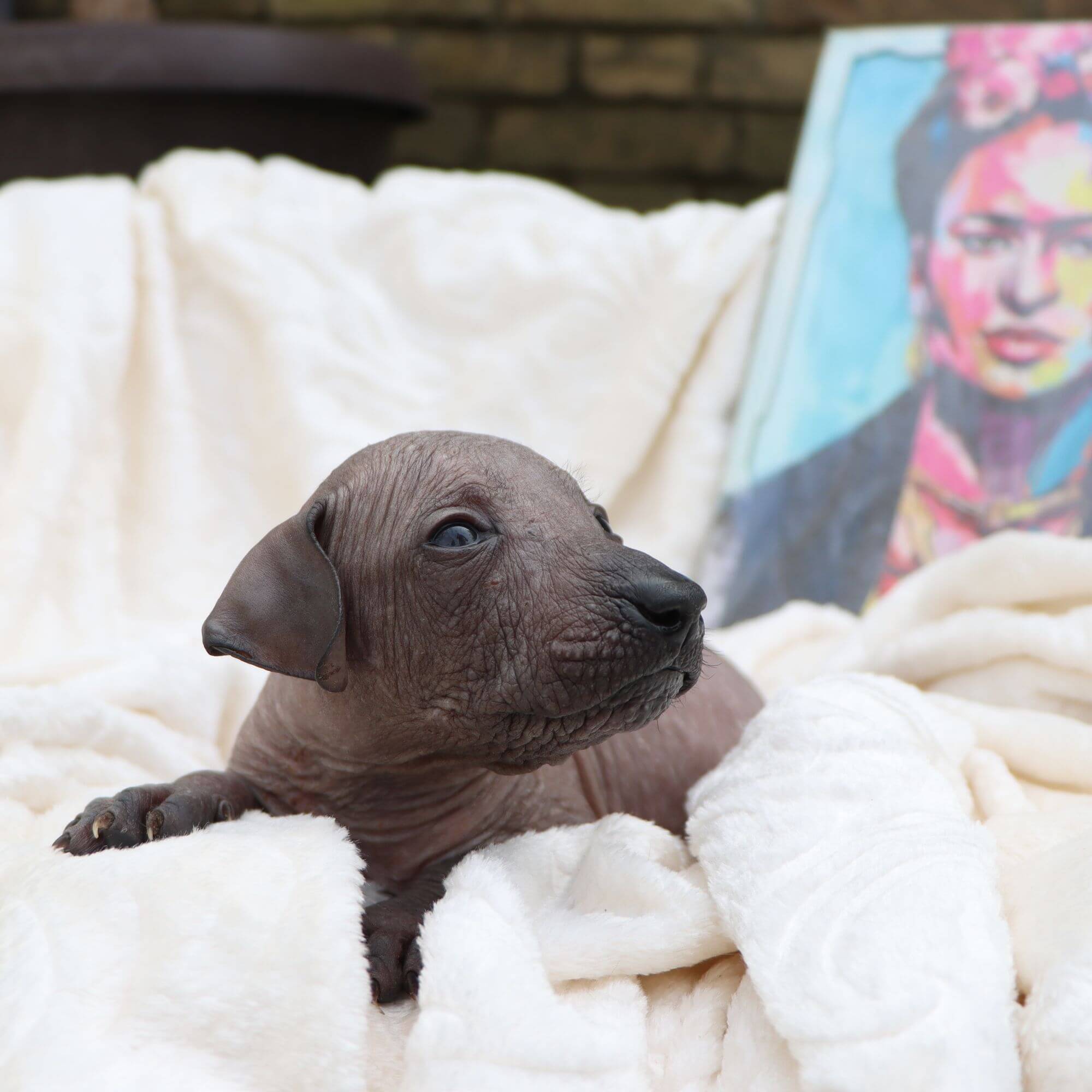 Female puppy 3 - hairless black, Photo No. 3